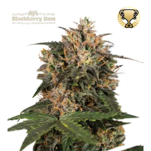 Blackberry Gum Fem (5 sjemenki), Seedstockers