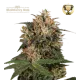 Blackberry Gum Fem (5 sjemenki), Seedstockers