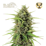 Black Rainbow Auto (5 sjemenki), Seedstockers