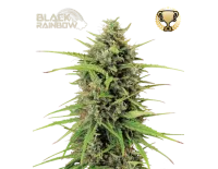 Black Rainbow Auto (5 sjemenki), Seedstockers