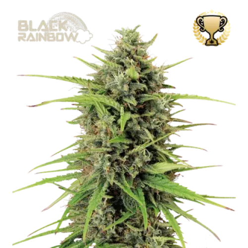 Black Rainbow Auto (5 sjemenki), Seedstockers