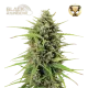 Black Rainbow Auto (5 sjemenki), Seedstockers