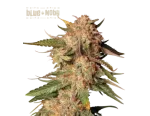Blue Moby Auto (5 sjemenki), Seedstockers