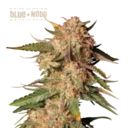 Blue Moby Auto (5 sjemenki), Seedstockers