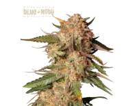 Blue Moby Auto (5 sjemenki), Seedstockers