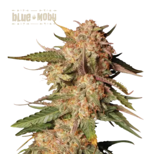 Blue Moby Auto (5 sjemenki), Seedstockers