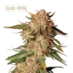 Blue Moby Auto (5 sjemenki), Seedstockers