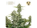 Candy Dawg Auto (5 sjemenki), Seedstockers