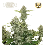 Candy Dawg Auto (5 sjemenki), Seedstockers