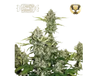 Candy Dawg Auto (5 sjemenki), Seedstockers