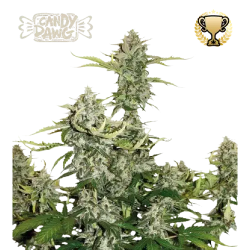 Candy Dawg Auto (5 sjemenki), Seedstockers