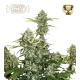 Candy Dawg Auto (5 sjemenki), Seedstockers