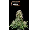 Jack Herer Auto (5 sjemenki), Seedstockers