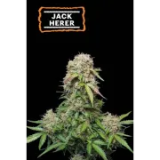 Jack Herer Auto (5 sjemenki), Seedstockers