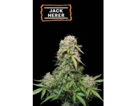 Jack Herer Auto (5 sjemenki), Seedstockers