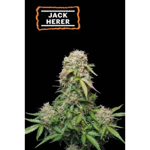 Jack Herer Auto (5 sjemenki), Seedstockers
