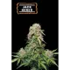 Jack Herer Auto (5 sjemenki), Seedstockers