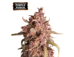 Purple Punch Auto (5 sjemenki), Seedstockers