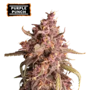 Purple Punch Auto (5 sjemenki), Seedstockers