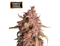 Purple Punch Auto (5 sjemenki), Seedstockers