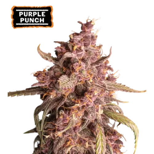 Purple Punch Auto (5 sjemenki), Seedstockers