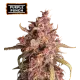Purple Punch Auto (5 sjemenki), Seedstockers