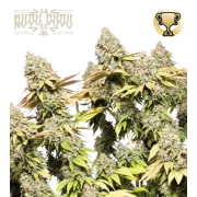 Rucu Cucu OG Auto (5 sjemenki), Seedstockers