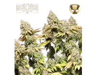 Rucu Cucu OG Auto (5 sjemenki), Seedstockers
