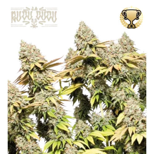 Rucu Cucu OG Auto (5 sjemenki), Seedstockers