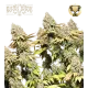 Rucu Cucu OG Auto (5 sjemenki), Seedstockers