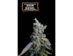 Sour Diesel Auto (5 sjemenki), Seedstockers