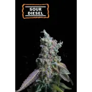 Sour Diesel Auto (5 sjemenki), Seedstockers