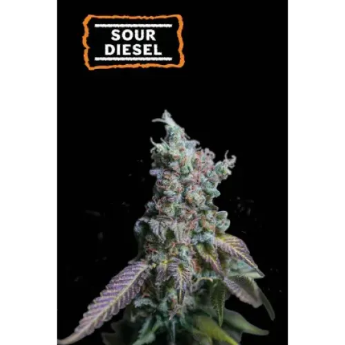 Sour Diesel Auto (5 sjemenki), Seedstockers