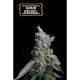 Sour Diesel Auto (5 sjemenki), Seedstockers