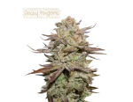 Sticky Fingers Auto (5 sjemenki), Seedstockers