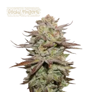 Sticky Fingers Auto (5 sjemenki), Seedstockers
