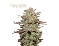 Sticky Fingers Auto (5 sjemenki), Seedstockers