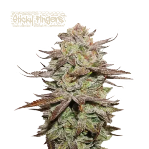 Sticky Fingers Auto (5 sjemenki), Seedstockers