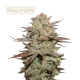 Sticky Fingers Auto (5 sjemenki), Seedstockers