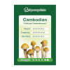 Čarobne gljive – Cambodian spore