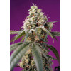 Bruce Banner Auto (3 sjemenke + 1 gratis), Sweet Seeds