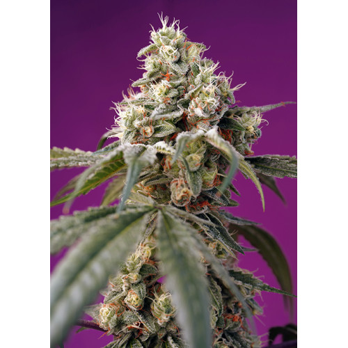 Bruce Banner Auto (3 sjemenke + 1 gratis), Sweet Seeds
