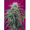 Green Poison Auto (3 sjemenke + 1 gratis), Sweet Seeds