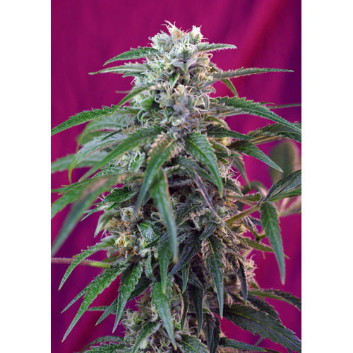 Green Poison Auto (3 sjemenke + 1 gratis), Sweet Seeds