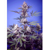 Sweet Monster Mix (4 sjemenke), Sweet Seeds