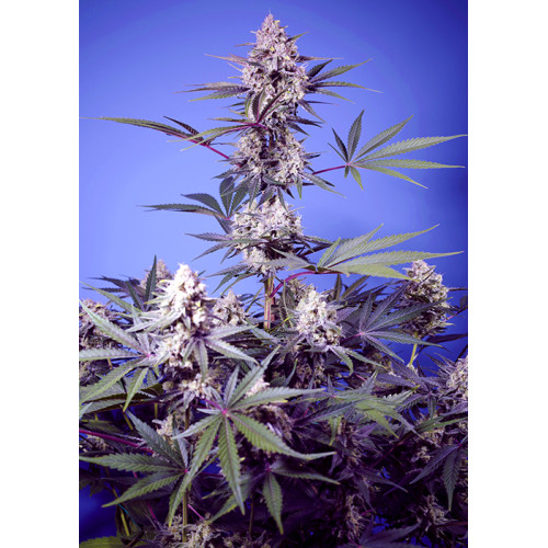 Sweet Monster Mix (4 sjemenke), Sweet Seeds