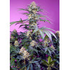 Sweet Monster Mix (4 sjemenke), Sweet Seeds