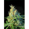 Psicodelicia (3 sjemenke + 1 gratis), Sweet Seeds
