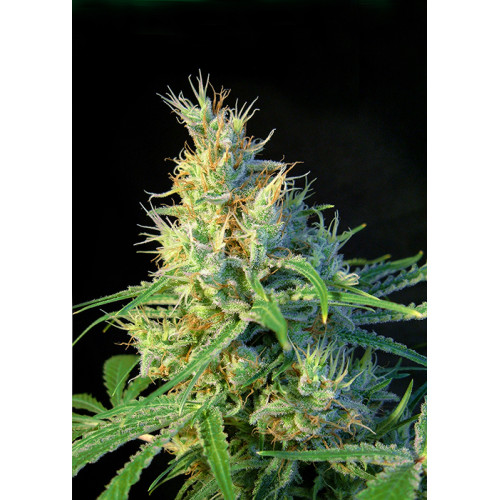 Psicodelicia (3 sjemenke + 1 gratis), Sweet Seeds