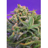 Sweet Cheese (3 sjemenke + 1 gratis), Sweet Seeds